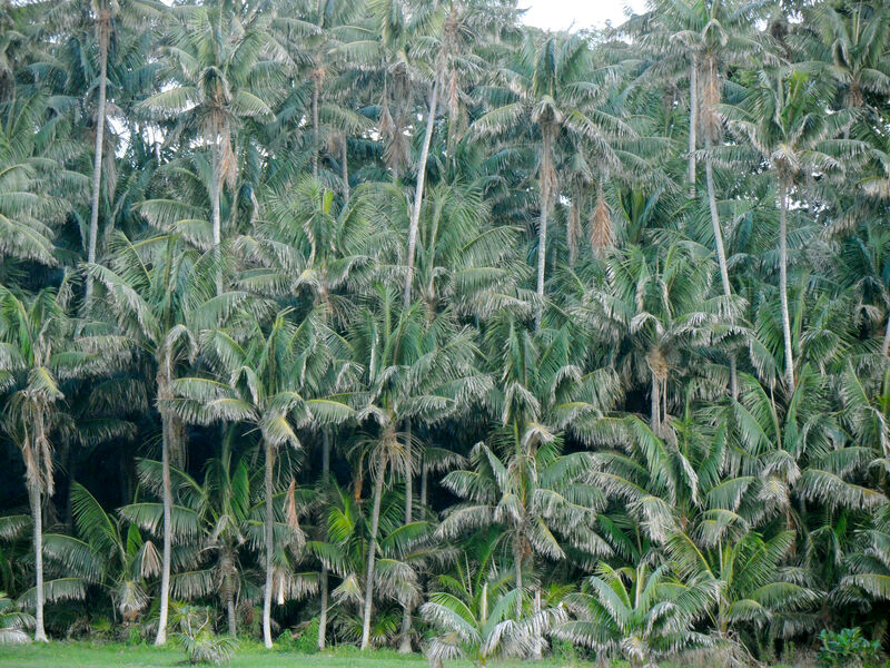 Howea forsterana plant