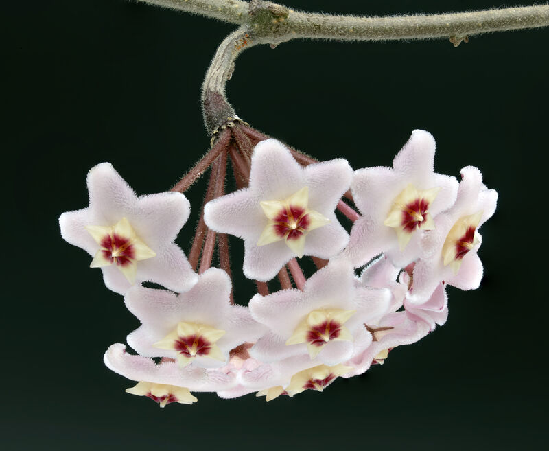 Hoya carnosa plant