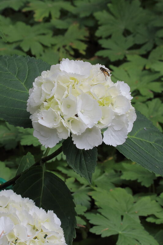 Hydrangea plant
