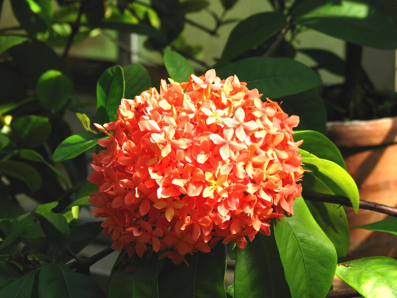 Ixora coccinea plant