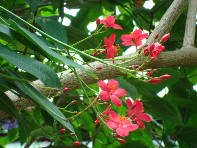 Jatropha integerrima plant