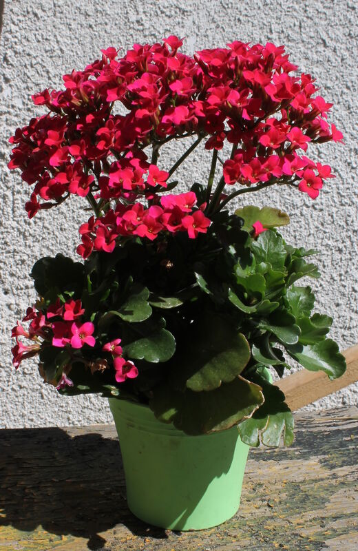 Kalanchoe blossfeldiana plant