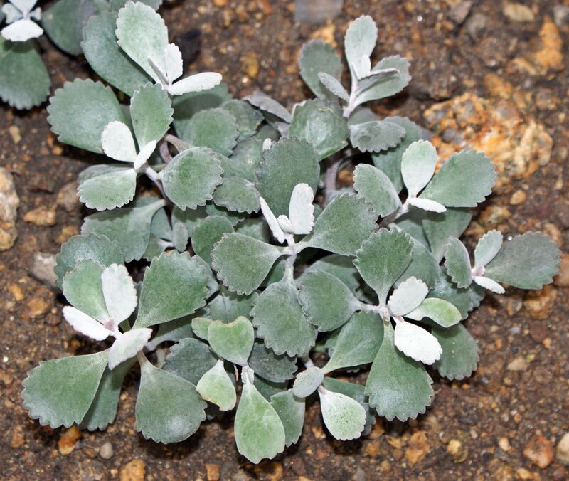 Kalanchoe pumila plant