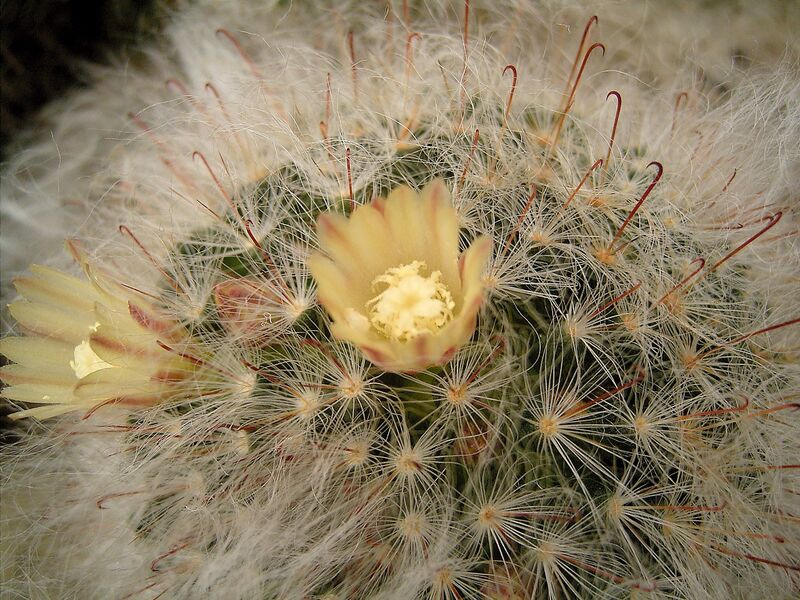 Mammillaria bocasana (Powder Puff cactus) covered in white hair-like spines