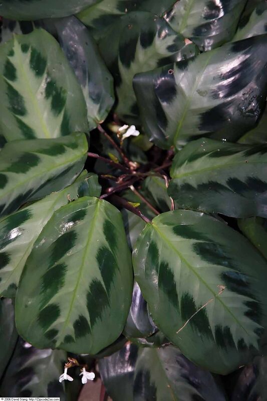 Maranta bicolor with patterned green and cream leaves
