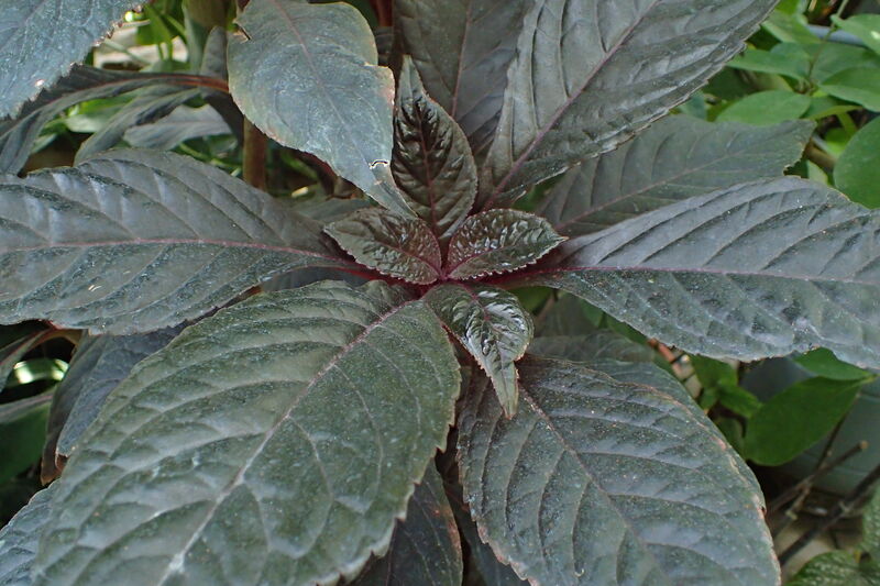 Nautilocalyx lynchii (Black Alloplectus) with dark velvety foliage