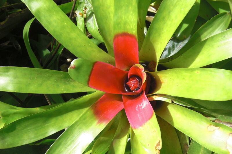 Neoregelia carolinae plant
