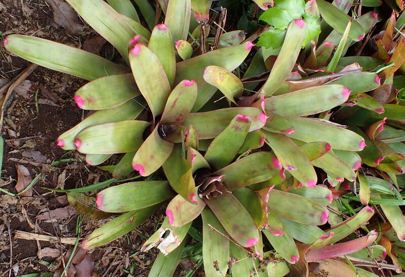 Neoregelia spectabilis plant
