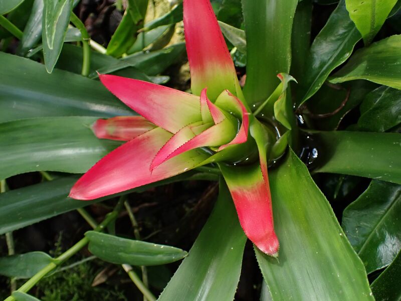 Nidularium innocentii plant