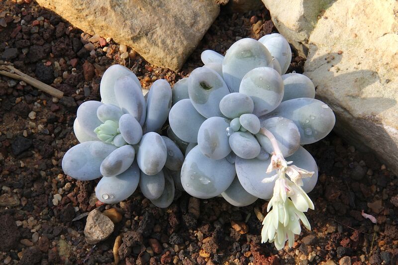Pachyphytum oviferum plant