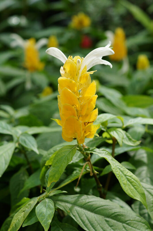 Pachystachys lutea plant