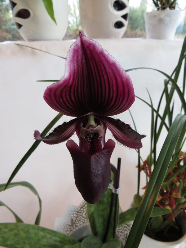 Paphiopedilum hybrid orchid
