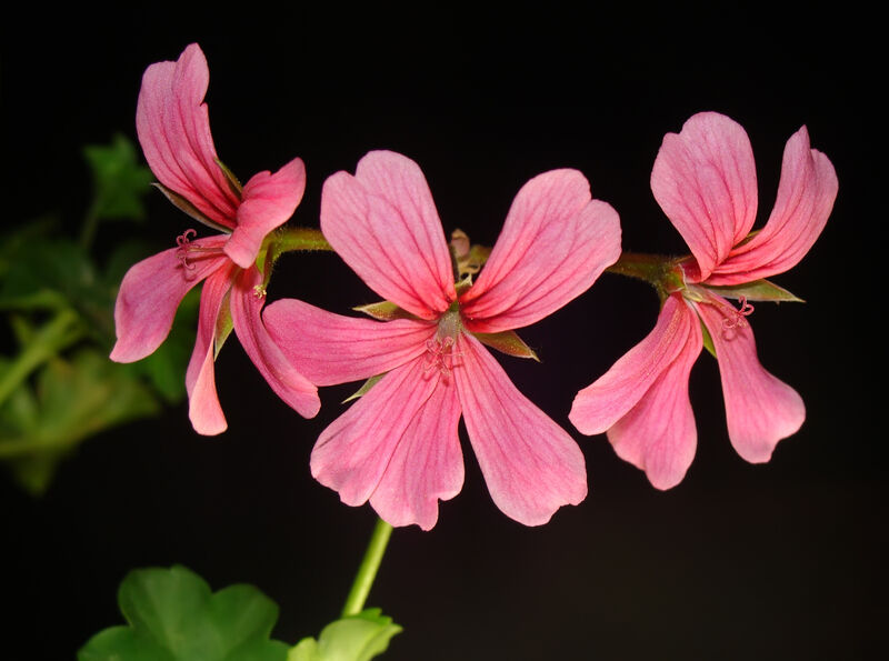 Pelargonium peltatum plant