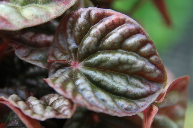 Peperomia caperata Emerald Ripple plant showing deeply ridged, dark green leaves