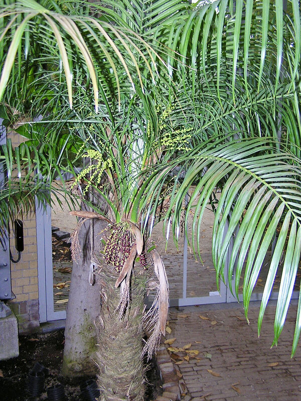 Phoenix roebelenii Pygmy Date Palm with gracefully arching feathery fronds at Hortus Botanicus Amsterdam