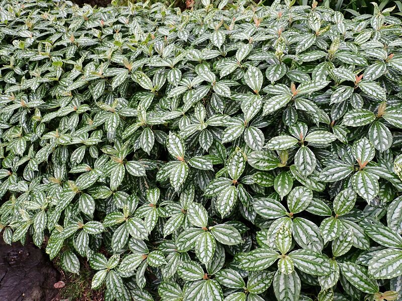Pilea cadierei (Aluminum Plant) foliage