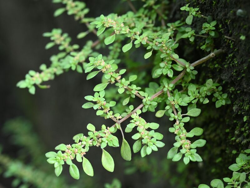 Pilea microphylla (Artillery Plant)