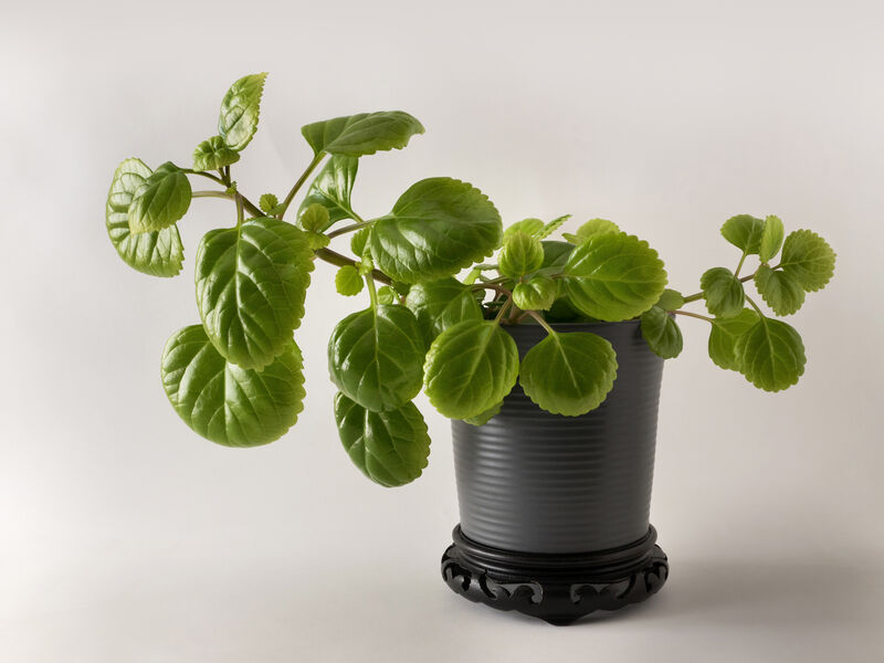 Plectranthus australis (Swedish Ivy) in a ceramic pot