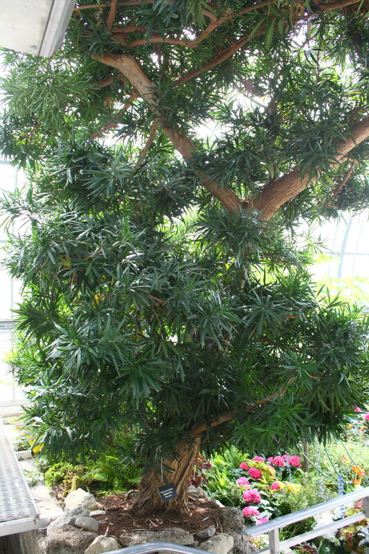 Podocarpus macrophyllus (Podocarpus)