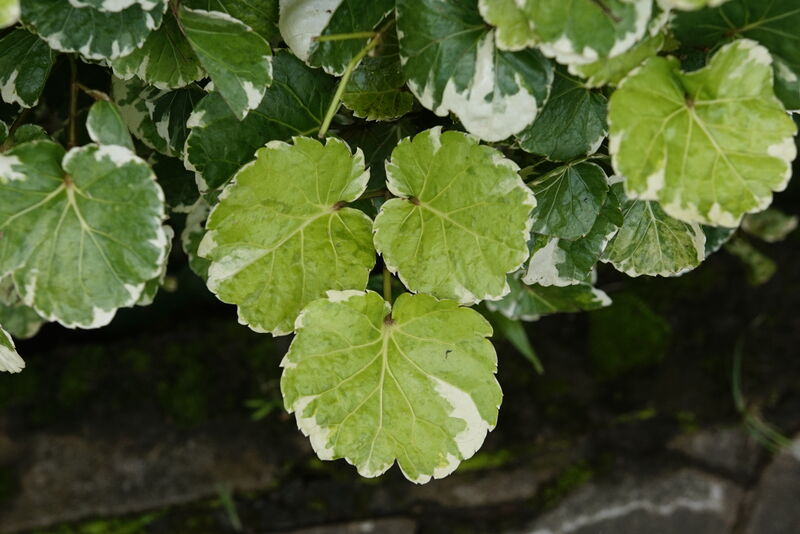 Polyscias balfouriana (Variegated Balfour Aralia)