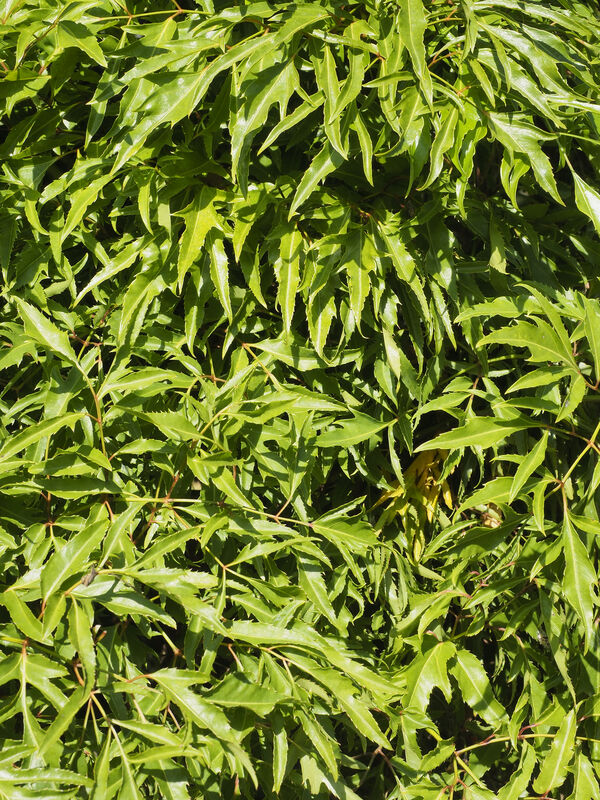 Polyscias fruticosa (Ming Aralia) close-up foliage
