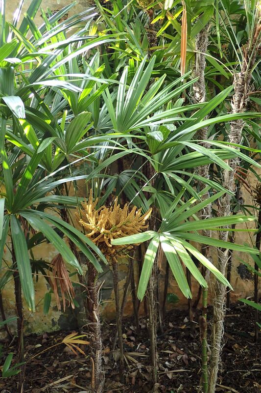 Rhapis excelsa (Lady Palm)