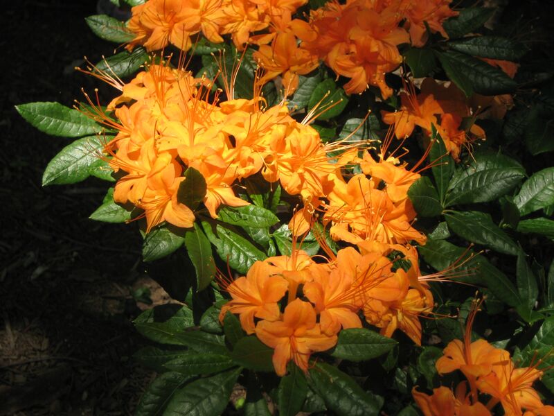 Rhododendron hybrid Azalea 'Firefly' (Kurume hybrid)