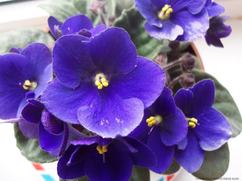 Saintpaulia ionantha African Violet plant with purple flowers