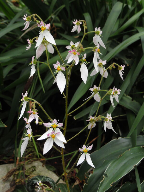 Saxifraga stolonifera Strawberry Geranium plant with patterned leaves
