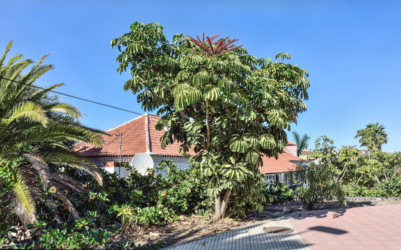 Schefflera actinophylla Umbrella Tree with large palmate leaves