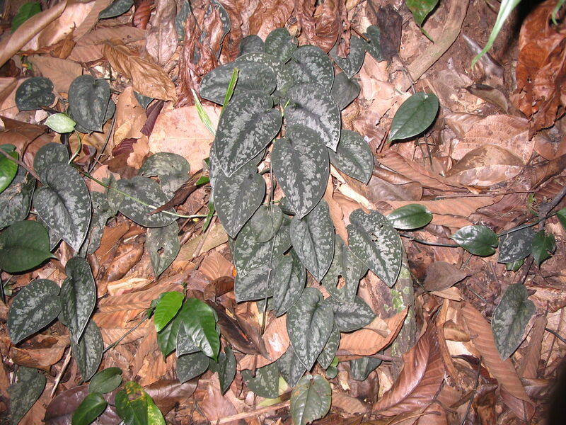 Scindapsus pictus Silver Pothos with silver-mottled heart-shaped leaves