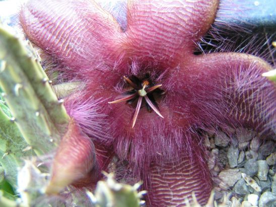 Stapelia nobilis plant