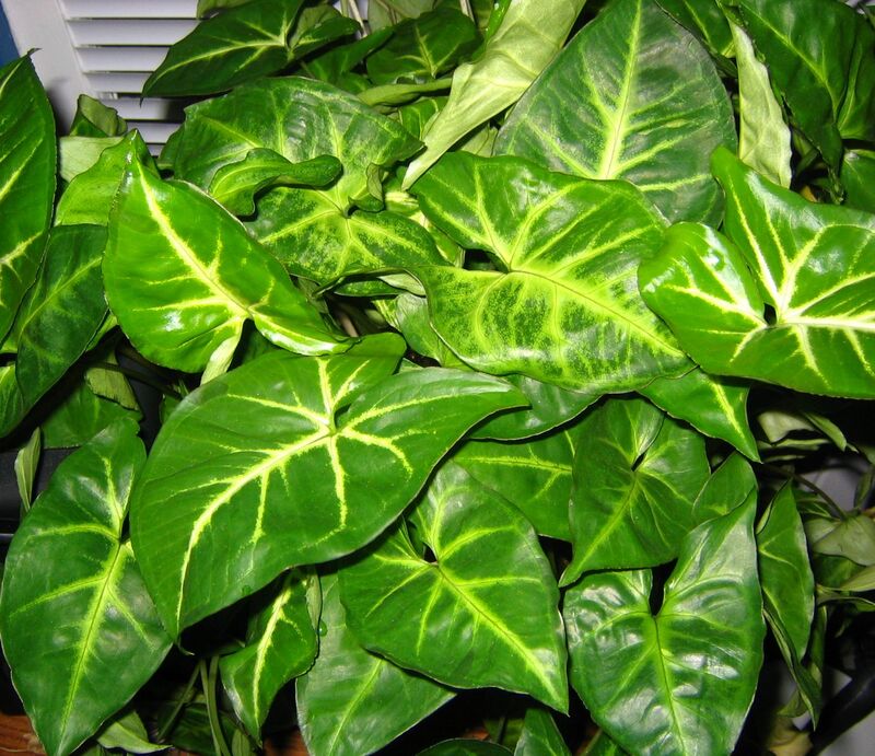 Syngonium podophyllum plant