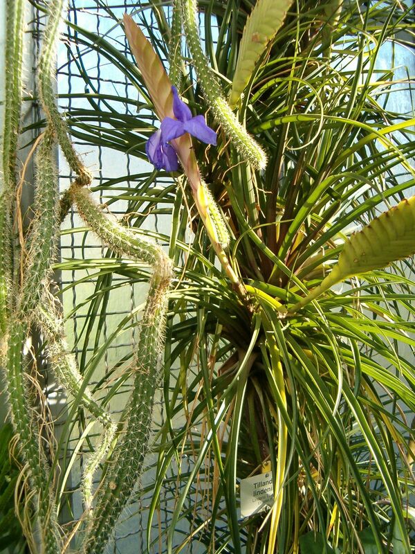 Tillandsia lindenii plant