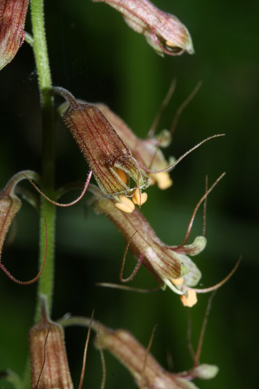 Tolmiea menziesii plant