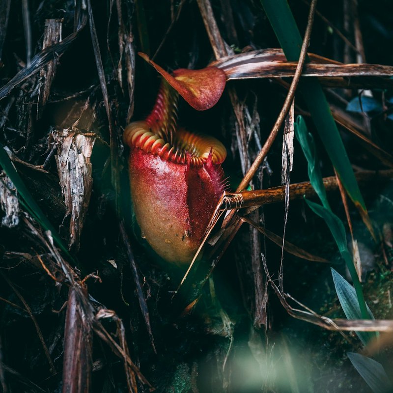 Tropical Pitcher Plant